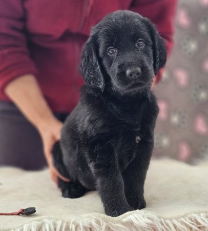Flat coated retriever/ Simaszőrű retriever