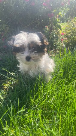 Biewer Yorkshire Terrier