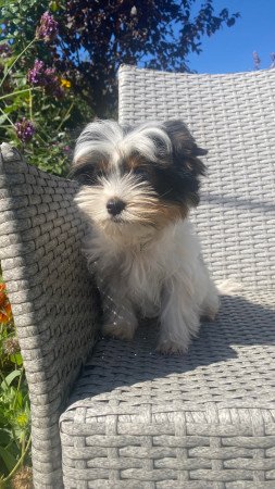 Biewer Yorkshire Terrier