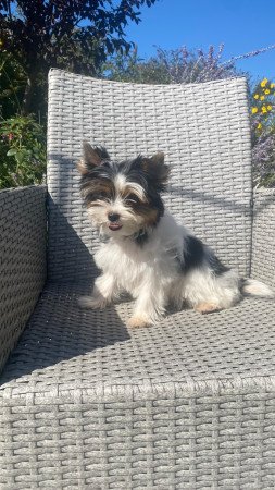 Biewer Yorkshire Terrier