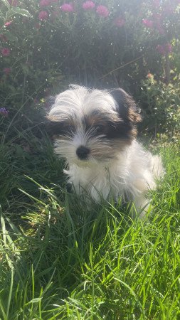 Biewer Yorkshire Terrier