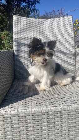 Biewer Yorkshire Terrier