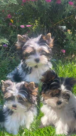 Biewer Yorkshire Terrier