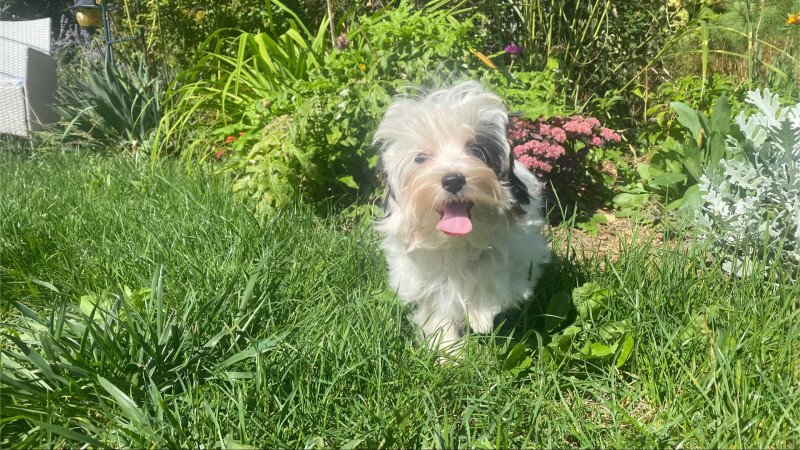 Biewer Yorkshire Terrier