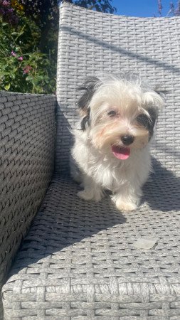 Biewer Yorkshire Terrier