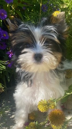 Biewer Yorkshire Terrier