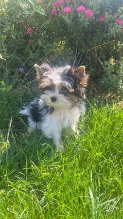 Biewer Yorkshire Terrier