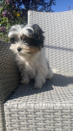 Biewer Yorkshire Terrier