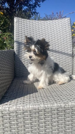 Biewer Yorkshire Terrier