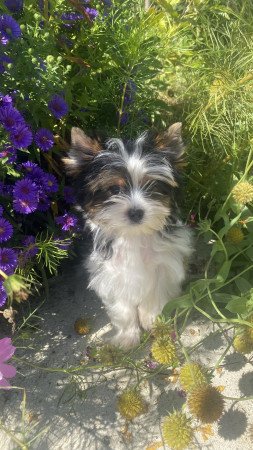 Biewer Yorkshire Terrier