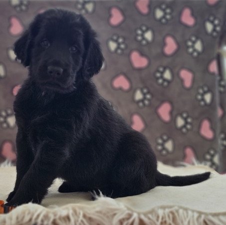 Flat coated retriever/ Simaszőrű retriever