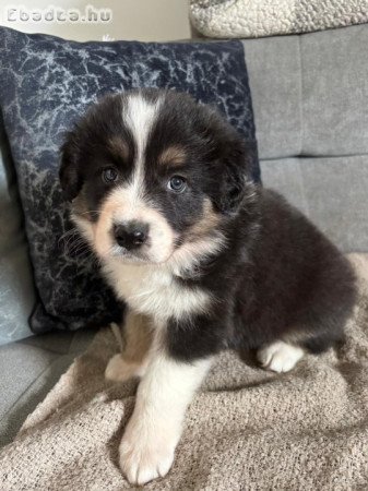 Border collie kiskutyák