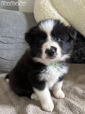 Border collie kiskutyák