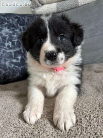 Border collie kiskutyák