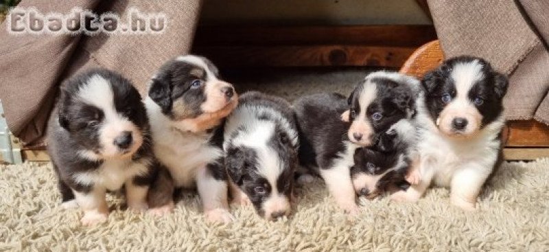 Border collie kiskutyák