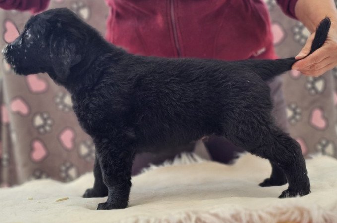 Flat coated retriever/ Simaszőrű retriever