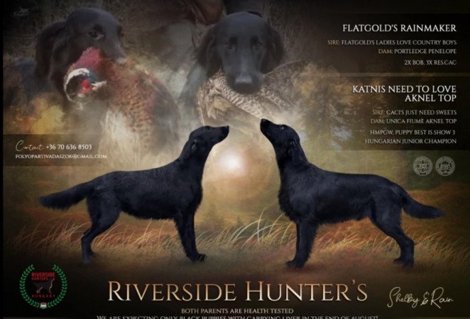 Flat coated retriever/ Simaszőrű retriever