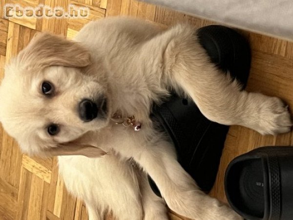 Gazdikereső goldi kislány