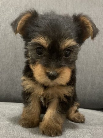 Yorkshire terrier