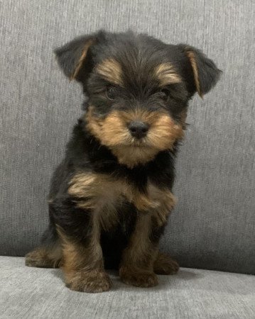 Yorkshire terrier