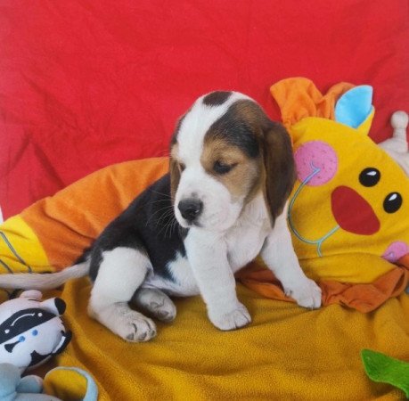 Beagle