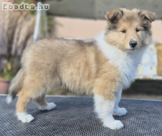 Skót juhász, collie kiskutya