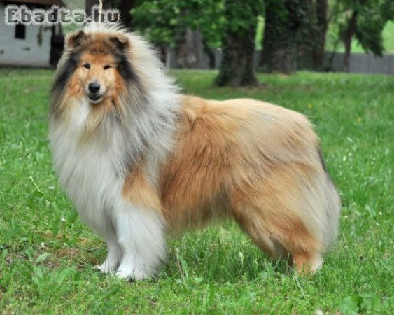 Skót juhász, collie kiskutya