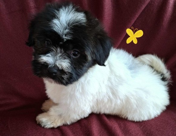 Bichon havanese