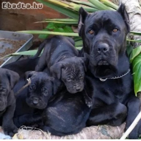 Cane corso kiskutyàk