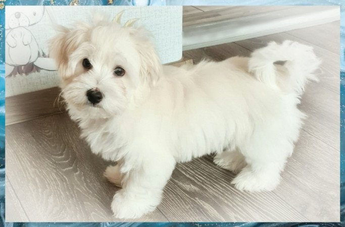 Bichon havanese