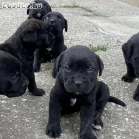 Cane corso kiskutyàk