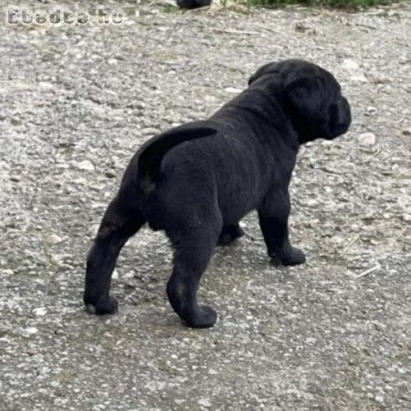 Cane corso kiskutyàk