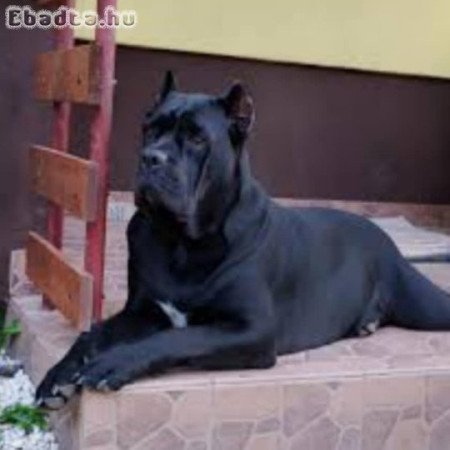 Cane corso kiskutyàk