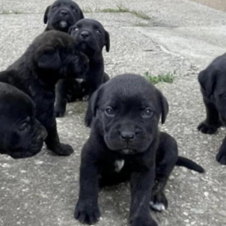 Cane corso