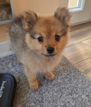 Német közép spicc