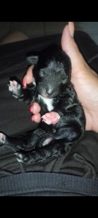 Máltai+uszkár=Maltipoo havanese bichon