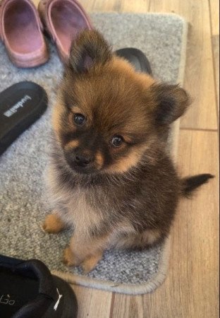 Német közép spicc