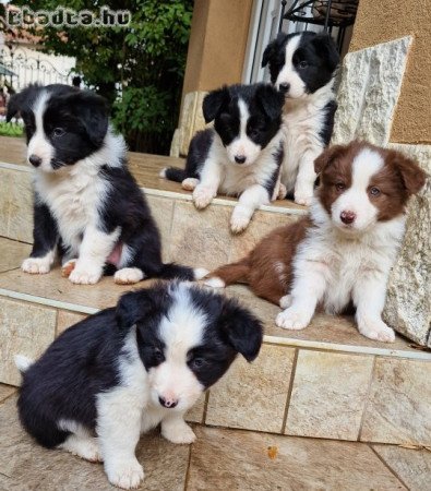 Border collie kiskutyák