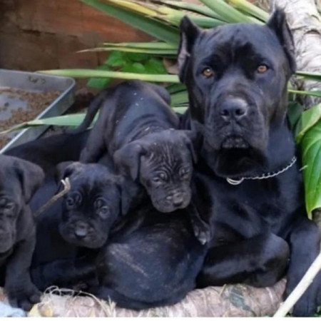 Cane corso