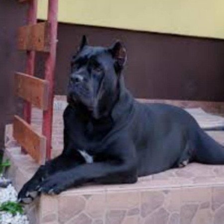 Cane corso