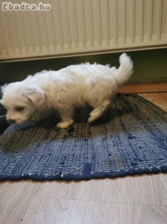 Bichon havanese kan kölyök eladó