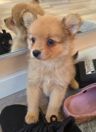 Német közép spicc