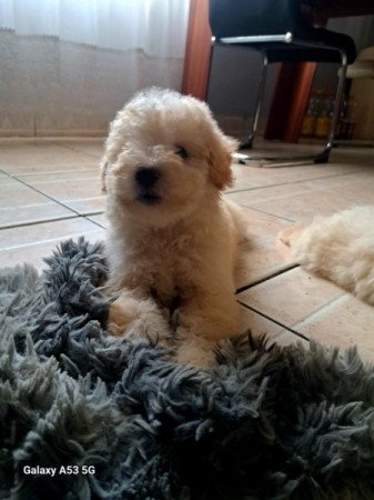 Máltai+uszkár=Maltipoo havanese bichon