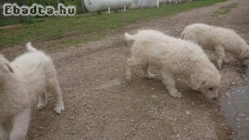 Kuvasz kölyökkutyák eladóak