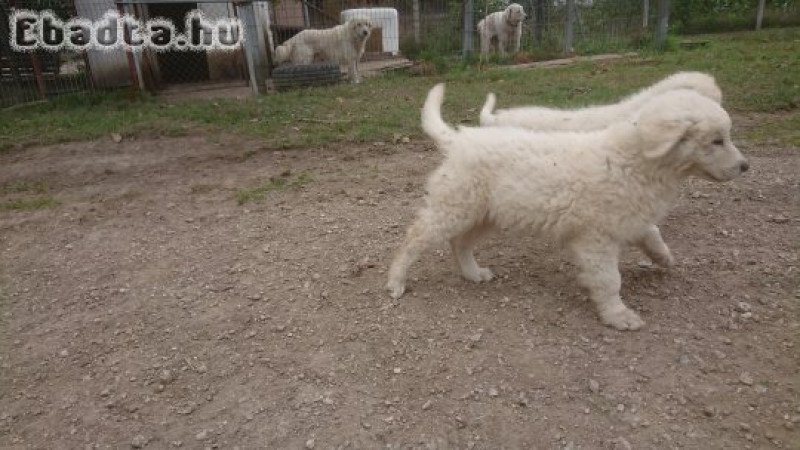 Kuvasz kölyökkutyák eladóak