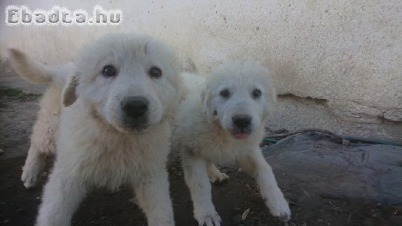 Kuvasz kölyökkutyák eladóak