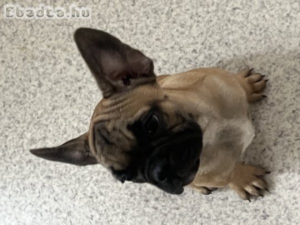 Francia bulldog  2kisfiú gazdit keres!