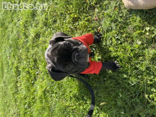 Francia bulldog  2kisfiú gazdit keres!