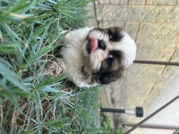 Shih-tzu