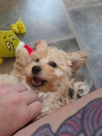 Maltipoo maltai selyem es torpe uszkar